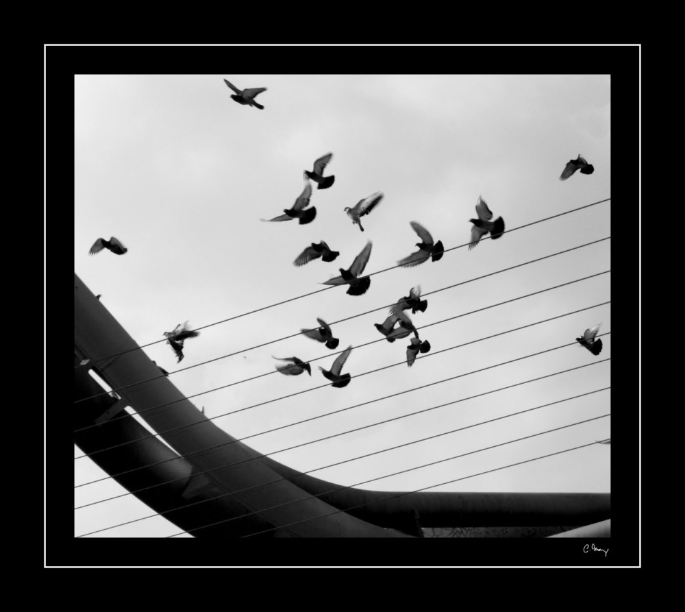 allegro molto vivace