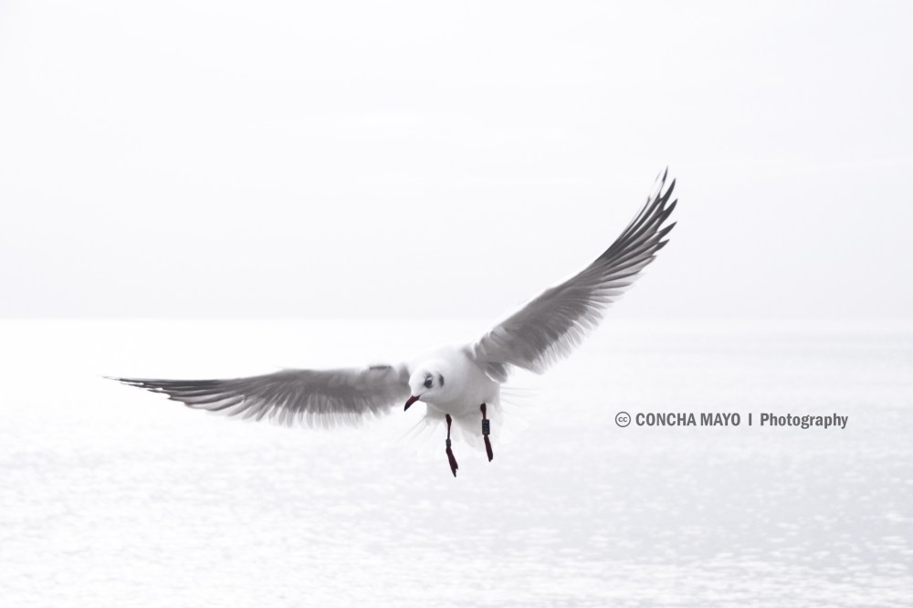 GAVIOTA BLANCA VOLANDO 8