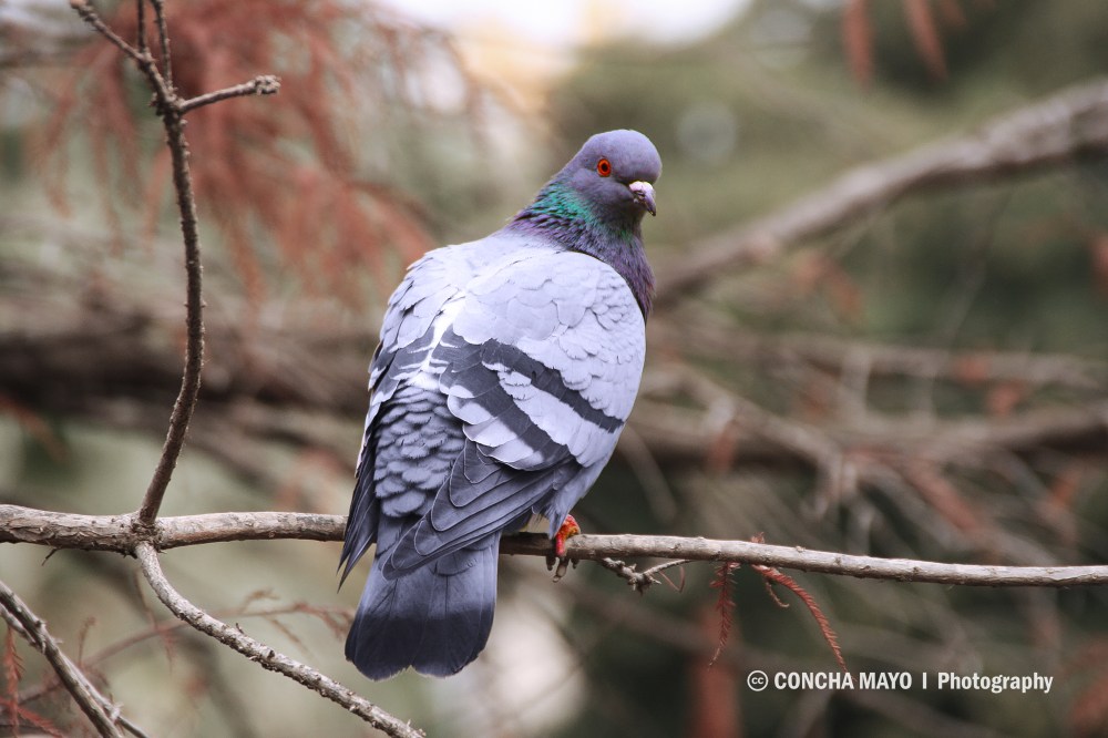 Pigeon on a tree branch